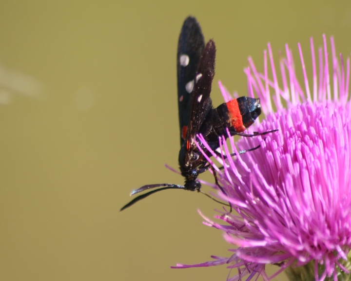 aiuto ID Zygaena sp